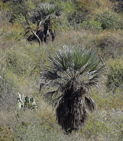 Trithrinax campestris, photographed by Hugo Hulsberg
