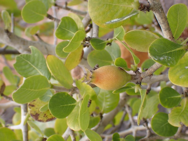 Gardenia saxatilis, photographed by luluchouette
