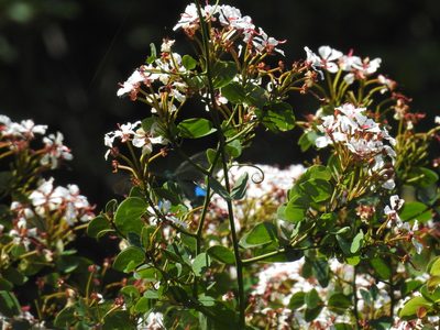 Cheniella corymbosa, photographed by Stephen Matthews