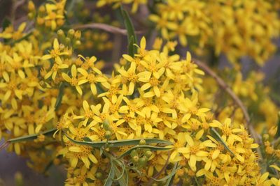 Barkleyanthus salicifolius, photographed by José Belem Hernández Díaz