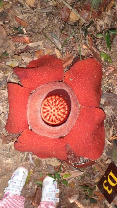Rafflesia kerrii, photographed by Сергей Крыленко