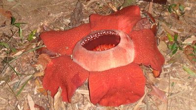 Rafflesia kerrii, photographed by Сергей Крыленко
