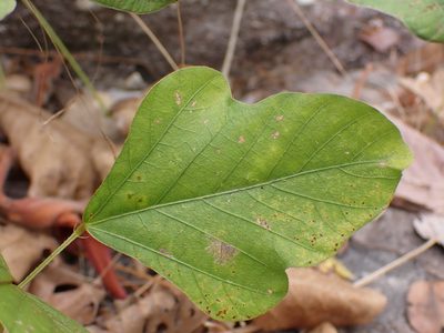 Neustanthus phaseoloides, photographed by luluchouette