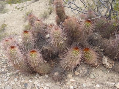 Soehrensia strigosa, photographed by Lauu
