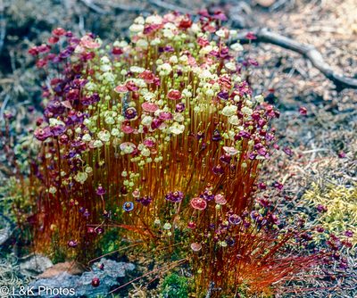 Splachnum rubrum, photographed by lallen