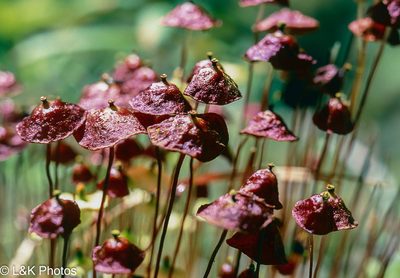 Splachnum rubrum, photographed by lallen