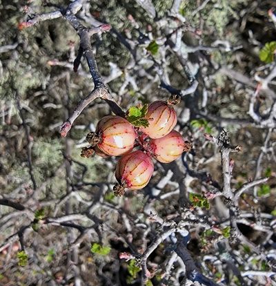 Ribes tortuosum, photographed by Michelle Cloud-Hughes