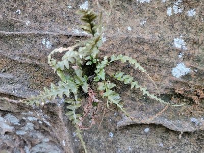 Asplenium pinnatifidum, photographed by Elias