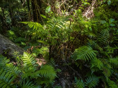 Diploblechnum fraseri, photographed by Cara-Lisa Schloots