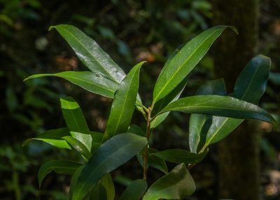 Nestegis lanceolata, photographed by Cara-Lisa Schloots