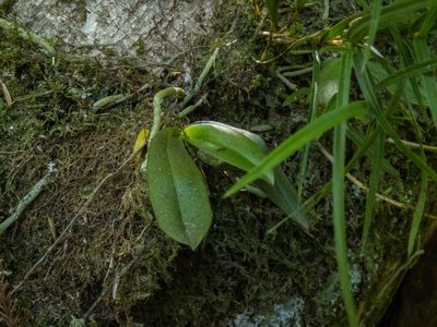 Drymoanthus adversus, photographed by Cara-Lisa Schloots