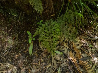 Hymenophyllum demissum, photographed by Cara-Lisa Schloots
