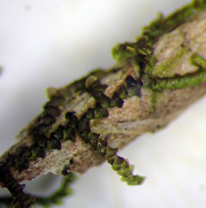 Frullania pycnantha, photographed by Peter de Lange