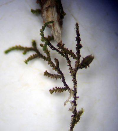 Frullania pycnantha, photographed by Peter de Lange