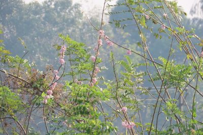 Gliricidia sepium, photographed by Navaneeth Sini George