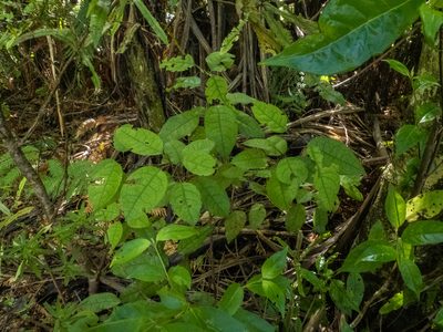 Litsea calicaris, photographed by Cara-Lisa Schloots
