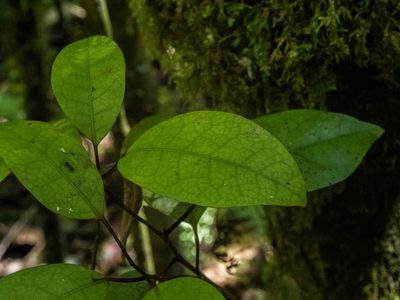 Litsea calicaris, photographed by Cara-Lisa Schloots