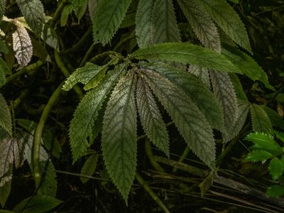 Elatostema rugosum, photographed by Cara-Lisa Schloots