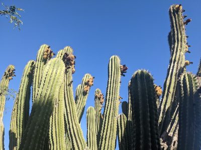 Pachycereus pecten-aboriginum, photographed by Zoltán Stekkelpak