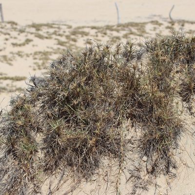 Jouvea pilosa, photographed by Bill Levine
