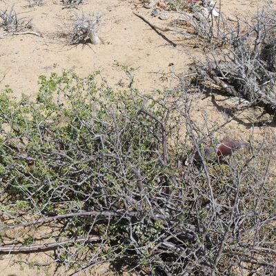 Euphorbia californica, photographed by Bill Levine