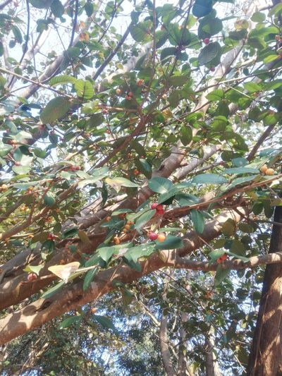 Ficus drupacea, photographed by Malaika Mathew Chawla