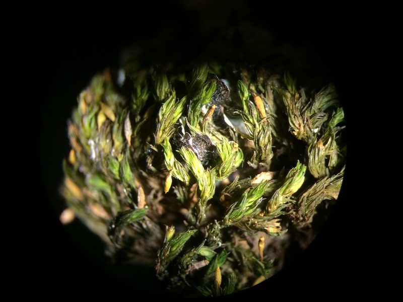 Lewinskya elegans, photographed by Étienne Lacroix-Carignan