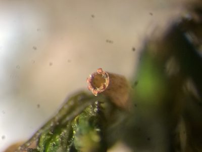 Lewinskya elegans, photographed by Étienne Lacroix-Carignan