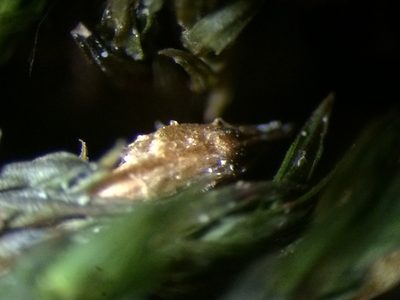 Lewinskya elegans, photographed by Étienne Lacroix-Carignan