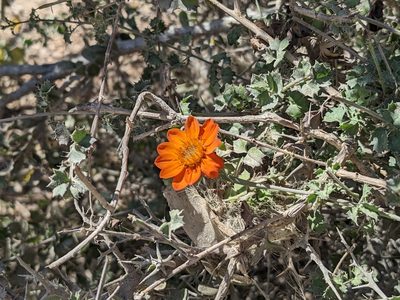 Adenophyllum speciosum, photographed by Zoltán Stekkelpak