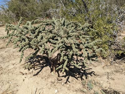 Cylindropuntia cholla, photographed by Zoltán Stekkelpak