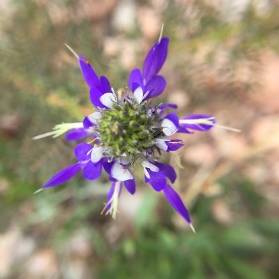 Dalea elegans, photographed by karuquebec