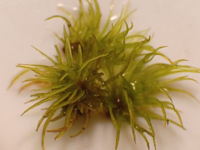 Dicranum ontariense, photographed by Quinten Wiegersma