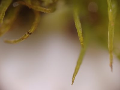Dicranum ontariense, photographed by Quinten Wiegersma
