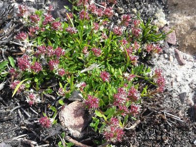 Lobelia jasionoides, photographed by Chris Vynbos