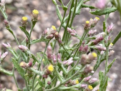 Pseudognaphalium ramosissimum, photographed by Irene