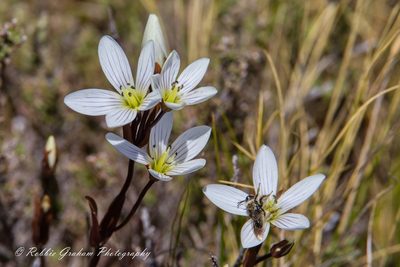 Gentianella bellidifolia, photographed by Robbie Graham