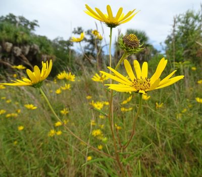 Helianthus angustifolius, photographed by Stan Shebs