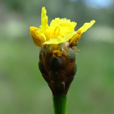 Xyris fimbriata, photographed by Stan Shebs