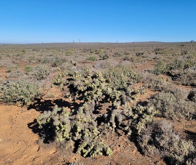Cylindropuntia cholla, photographed by Michelle Cloud-Hughes