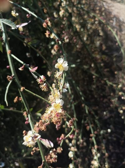 Prinsepia utilis, photographed by Ramnarayan K