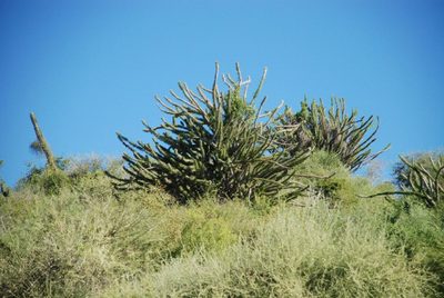 Didierea madagascariensis, photographed by Andrew Hankey