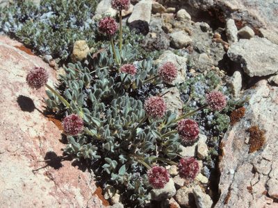 Eriogonum gracilipes, photographed by Jim Morefield