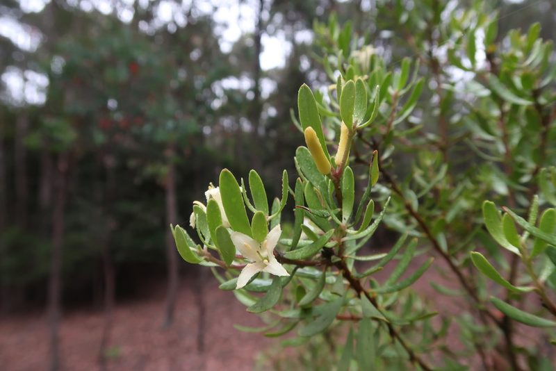 Persoonia muelleri, photographed by Cowirrie