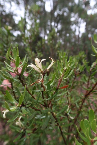 Persoonia muelleri, photographed by Cowirrie