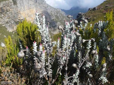 Syncarpha lepidopodium, photographed by Chris Vynbos
