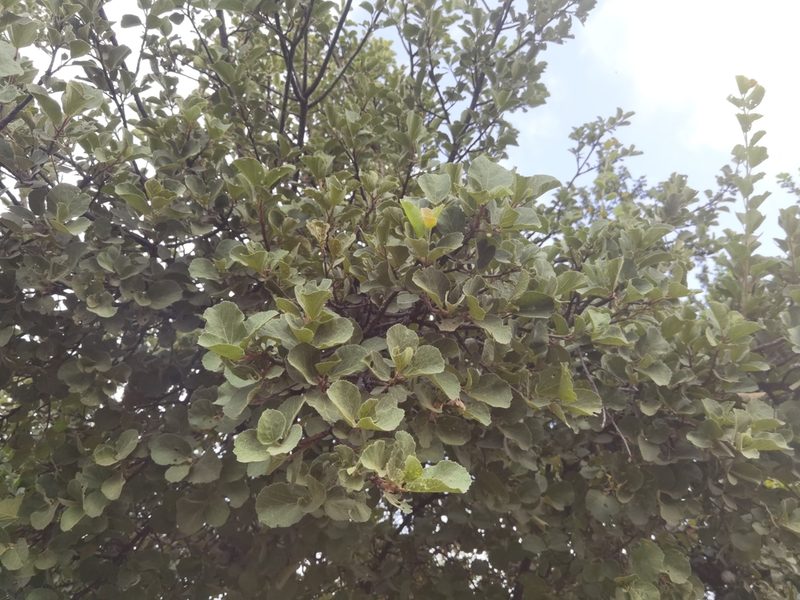 Dombeya rotundifolia, photographed by Philani Hadebe