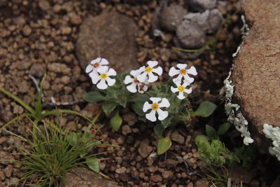 Zaluzianskya crocea, photographed by Tony Rebelo