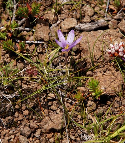 Syringodea bifucata, photographed by Tony Rebelo
