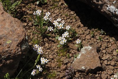 Zaluzianskya crocea, photographed by Tony Rebelo